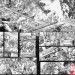 MARVELS: EYE OF THE CAMERA #1 (of 6) BLACK & WHITE EDITION Preview Art